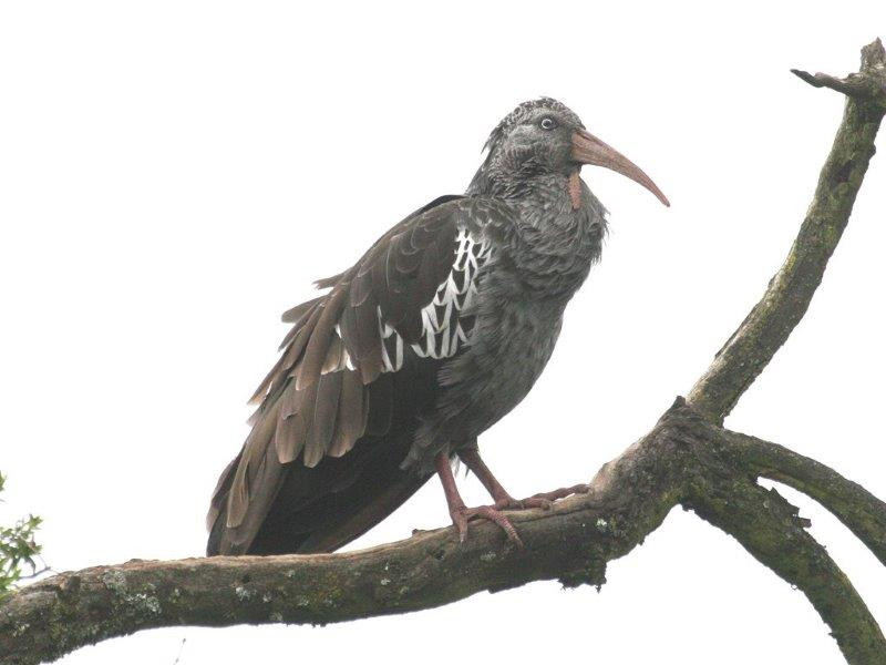 as well as other endemic birds such as Wattled Ibis, 